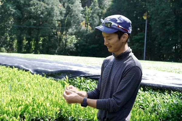 T VERDE NUEVO Sencha orgánico Shincha 80 gr
